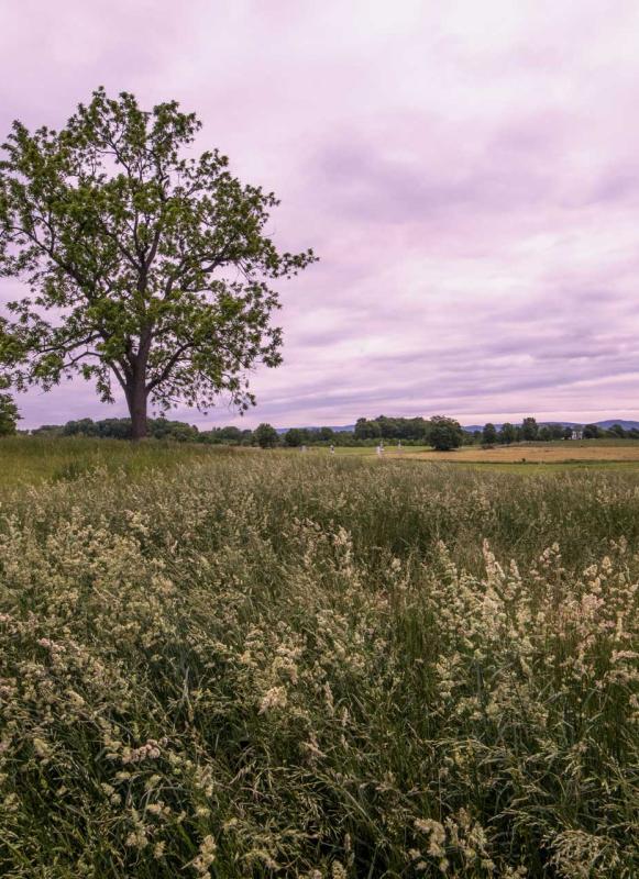 Two trees set against a vivid purple sky at Antietam National Battlefield