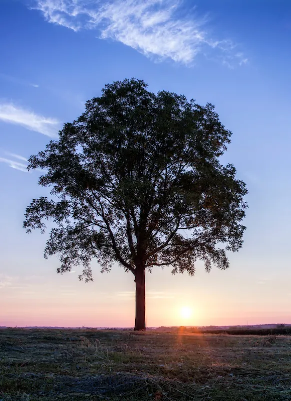 Brandy Station Battlefield by Buddy Secor