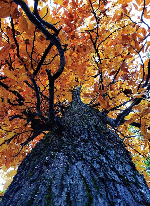 Witness Tree Cedar Mountain Battlefield Culpeper County, Va.