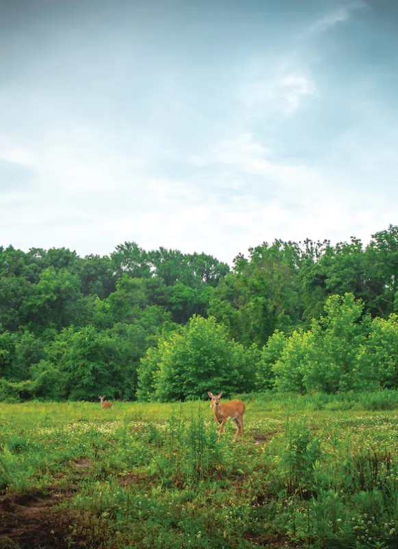 Maxwell's Field at Princeton 