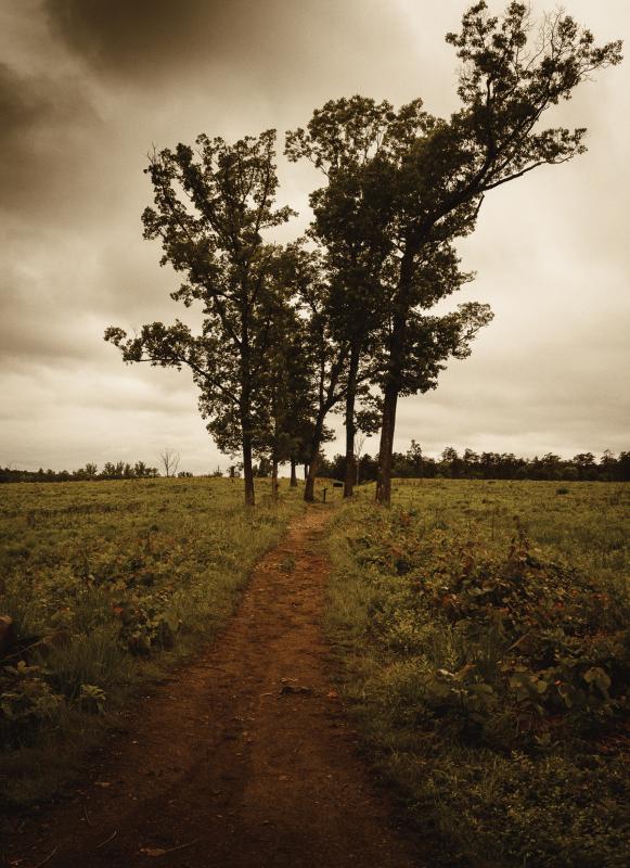 A photograph of trees on the Second Manassas Battlefield