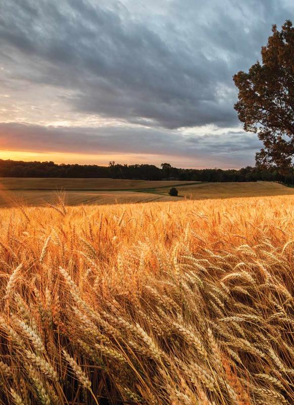 A wheat field with a tree in the distance.