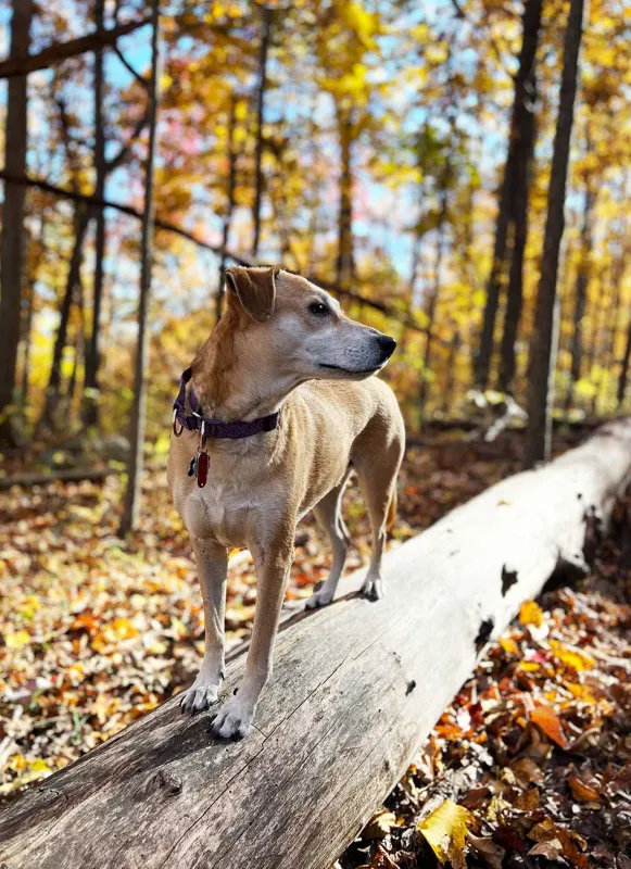 The world's coolest dog perches upon a fallen tree at Manassas National Battlefield Park, Va.