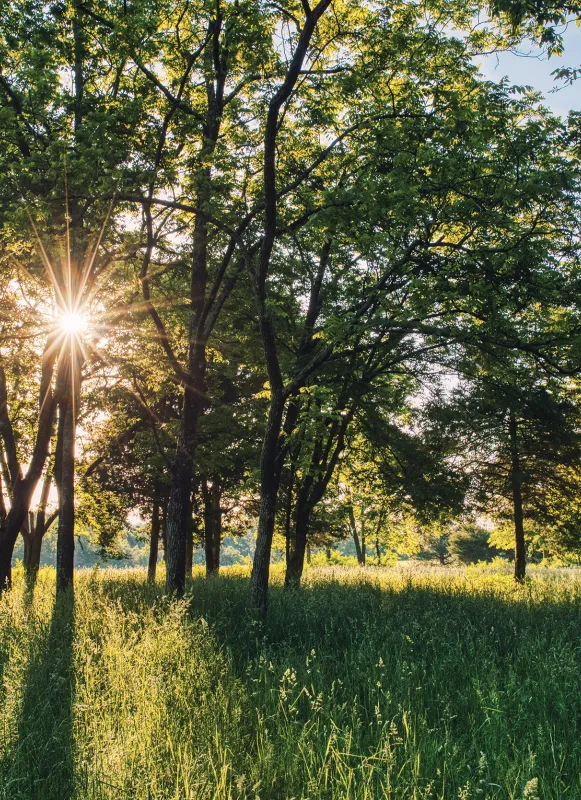 The woods at Cedar Mountain Battlefield in Culpeper County, Va.