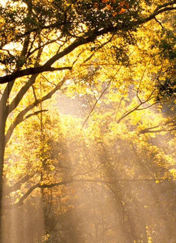 The Wilderness, Spotsylvania and Orange Counties, Va.