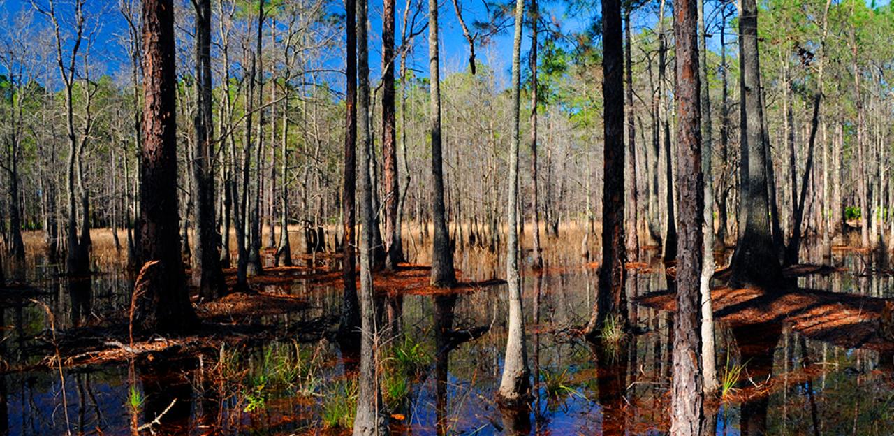 Vibrant photograph of the woods at Olustee