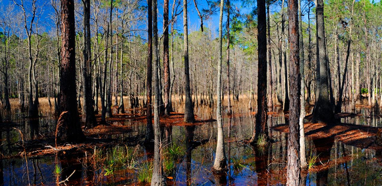 Vibrant photograph of the woods at Olustee