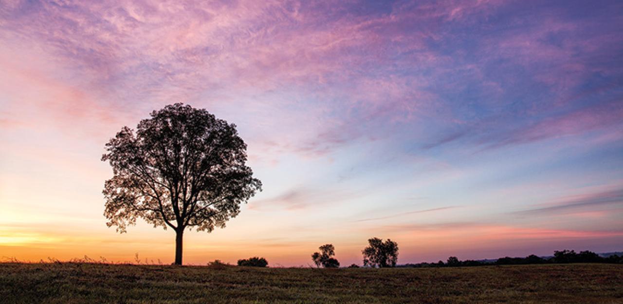 Brandy Station