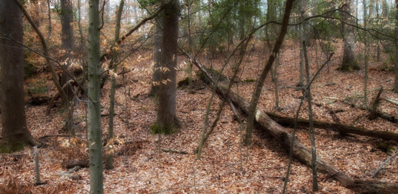 The Wooded Slopes of Gaines' Mill