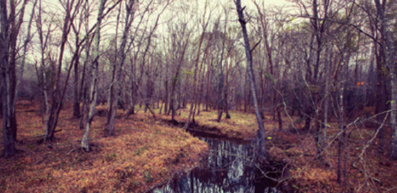This is an image of the Wild Wilderness.