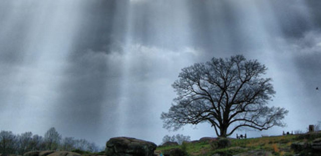 Witness Trees