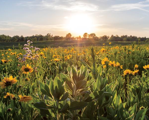 Floral Field at Perryville