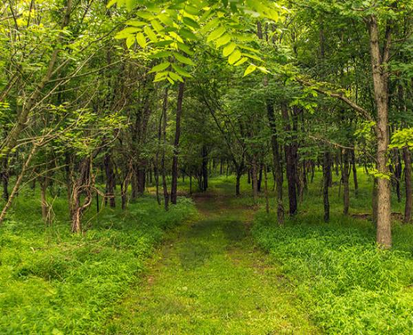 Antietam - The West Woods Square Antietam - The West Woods Square