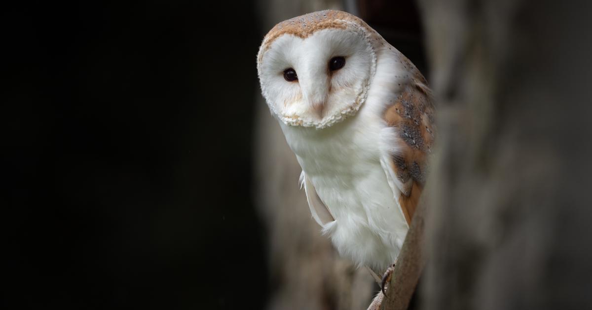 The Season of Spooky Creatures | American Battlefield Trust The Season of Spooky Creatures | American Battlefield Trust