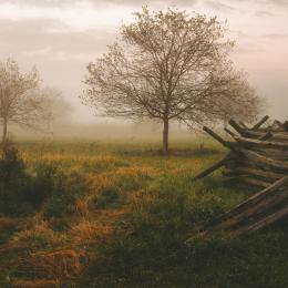 Misty scene with several peach trees and a snake rail fence