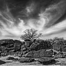 Black and white photo with layers of large boulders and a tree peeping up behind