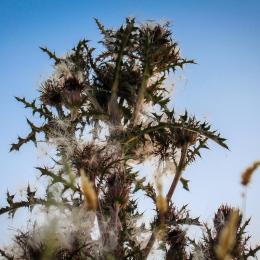 Hanging Rock Bull Thistle Weeds