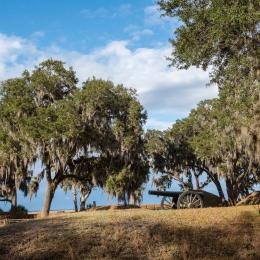 Trees in Savannah Georgia with a cannon under them