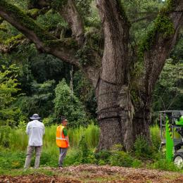 SavATree arborists assess the centuries-old tree before beginning preservation work.