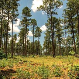 Longleaf pines at the Camden Battlefield, Camden, SC