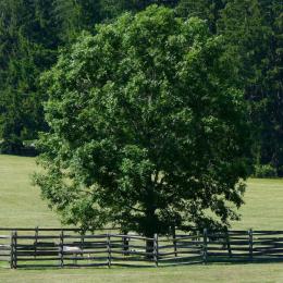 Mercer Sapling, Princeton Battlefield State Park, N.J.