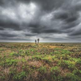 Desert landscape with green shrubs and a dark gray sky.