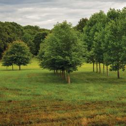 Parker's Cross Roads, Henderson County, Tenn.