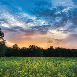 The Wilderness Battlefield, Orange, Va.