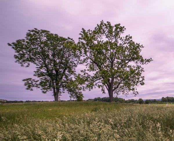 Two trees set against a vivid purple sky at Antietam National Battlefield