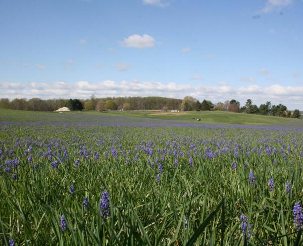 Purple flowers on Birmingham Hill at Brandywine Battlefield