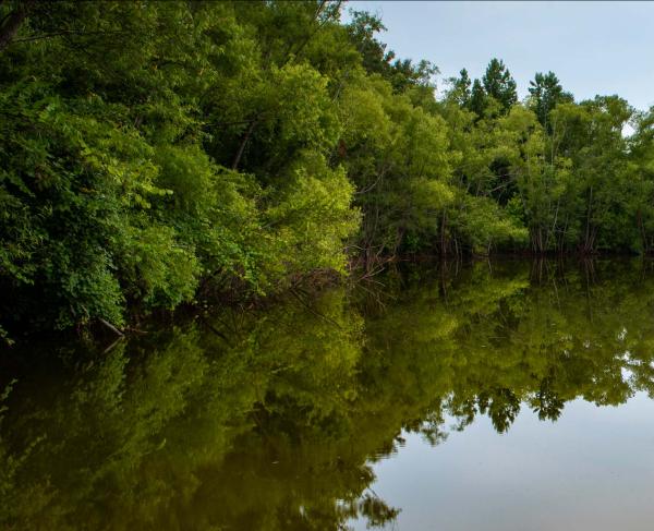 A pond at Champion Hill Battlefield, Miss.