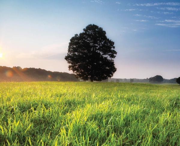 Jackson's Flank Attack at Chancellorsville Battlefield