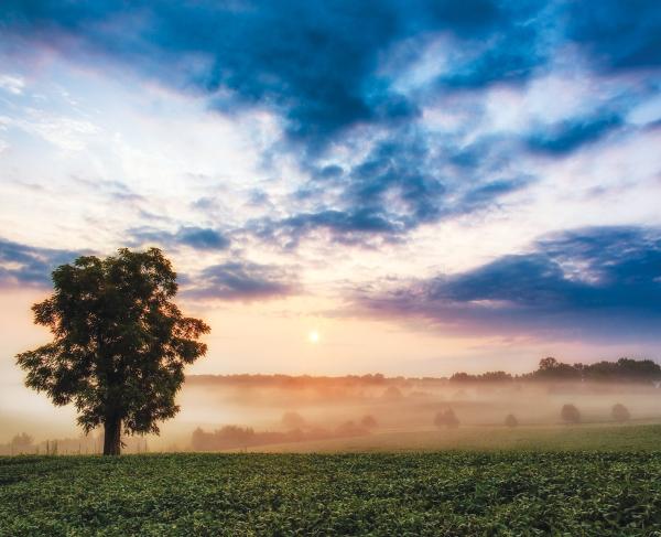 A tree standing on the Chancellorsville Battlefield on a misty morning.