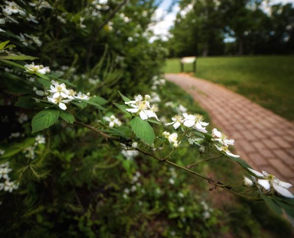 A walking path aside blooming flowers at Ox Hill Battlefield Park.