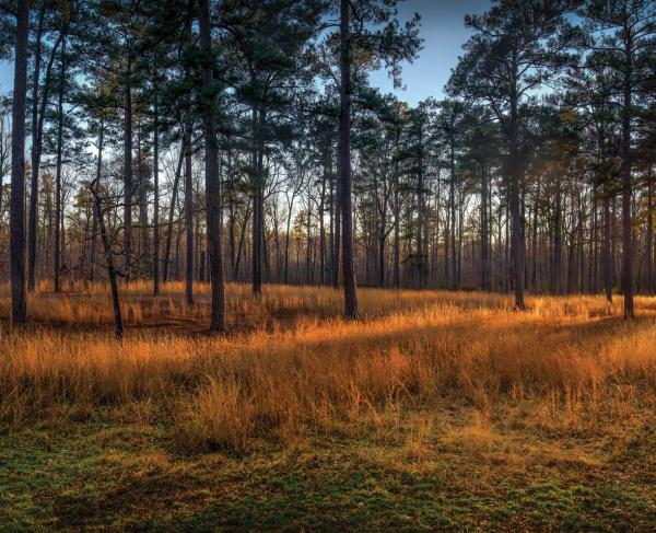 Cold Harbor Battlefield at sunset