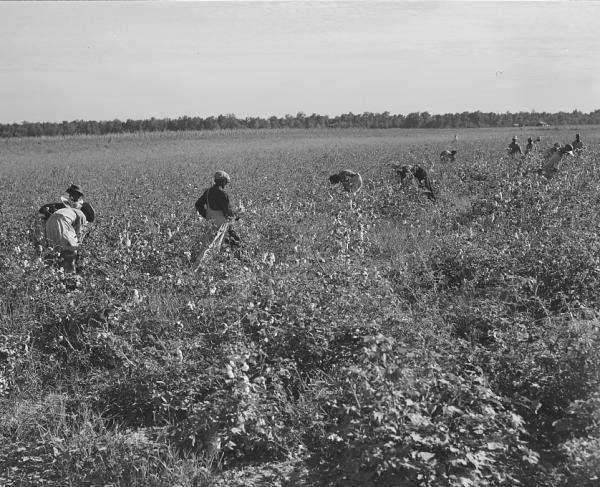 Cotton pickers on Mileston Plantation. Mississippi Delta, Mississippi.