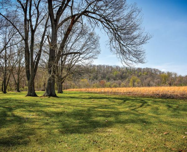 A green field with a crop and tree.