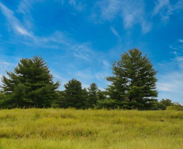 Franklin Battlefield, Tenn.