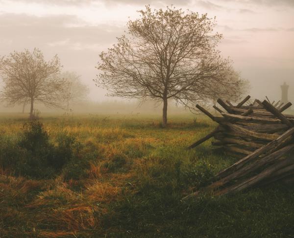 Misty scene with several peach trees and a snake rail fence