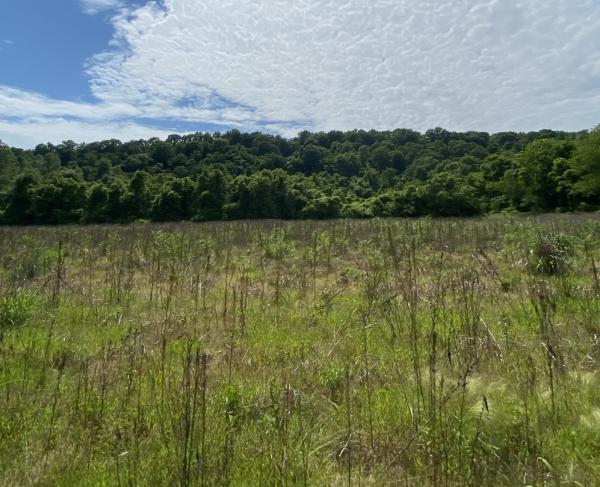A photograph of the Buffington Island Battlefield