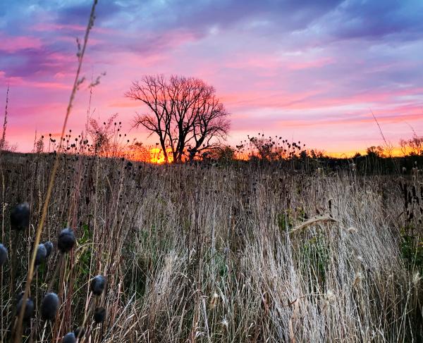 Wood Lake Battlefield