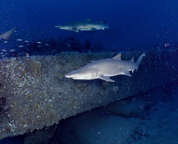 Sand tiger sharks swim alongside the wreck of USS Monitor.