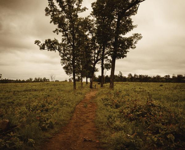 A photograph of trees on the Second Manassas Battlefield