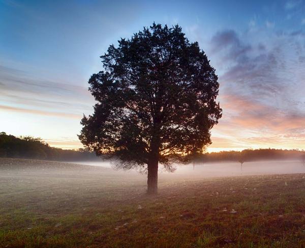 A photograph of a foggy morning.  A tree stands in the foreground on the battlefield..