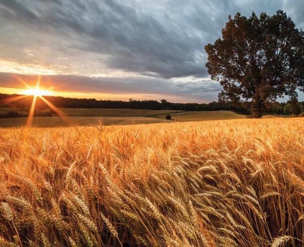 A wheat field with a tree in the distance.