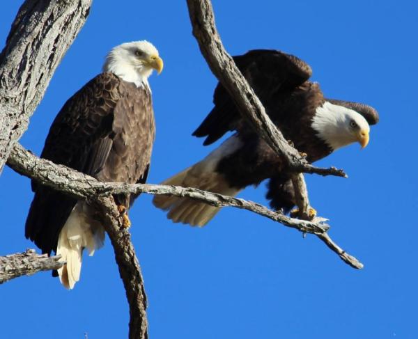 Bald eagles at George Washington Birthplace National Monument