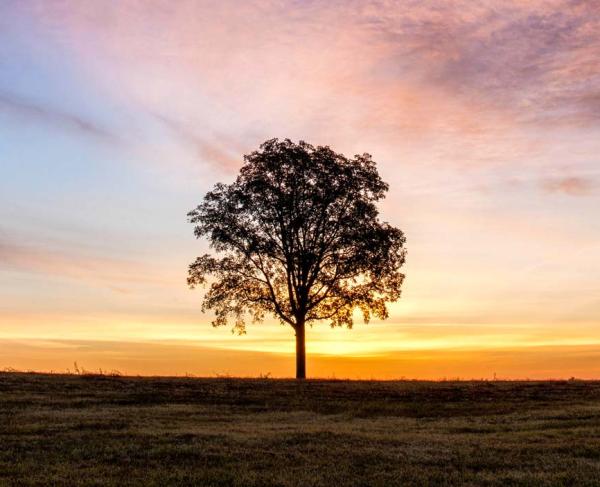 A lone tree stands against a vivid dawn sky on Fleetwood Hill at Brandy Station Battlefield.