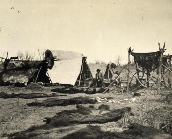 Buffalo camp scene with stretched and drying hides