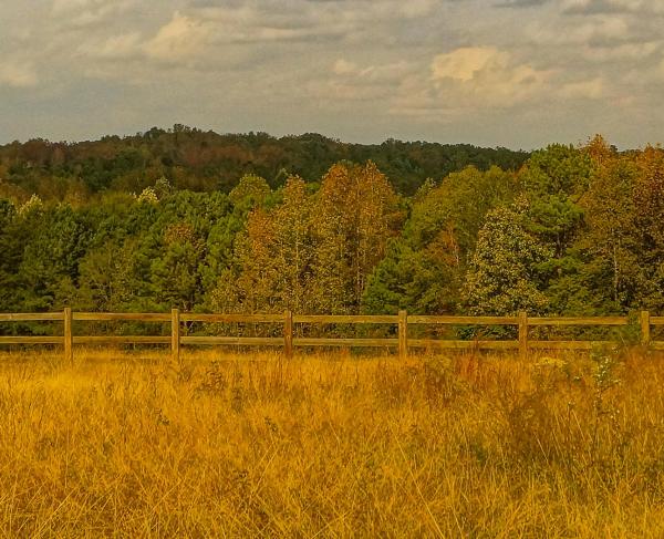 A fence line and trees in the distance at Hanging Rock Battlefield, Kershaw, SC