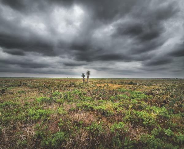 Desert landscape with green shrubs and a dark gray sky.